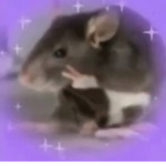 ʀᴀᴛs.