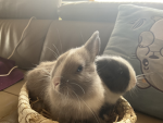 Bunnyfuntime!
