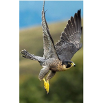 Falcons!