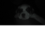 puppy pepole