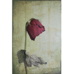 r0tten roses
