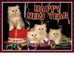 Cat Group Only if you love cats