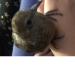 Huhgb