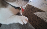Kitty co play