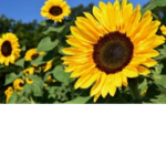 SunFlower -leo and charlie-