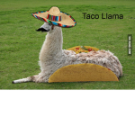 Tacollama!!