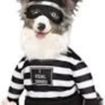 DOGS RULE THE WRLD!