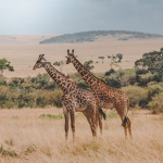 Giraffe In Clothes