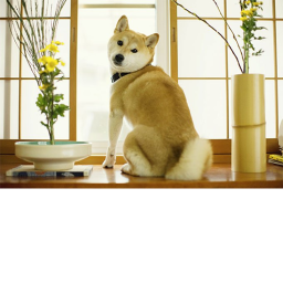 HOME ( Dogs United )