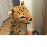 Cheetahs<3