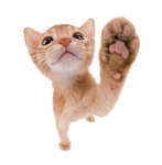 I LOVE CATS >_<