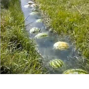 Watermelon River Meme