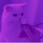 Cat_group324