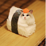 SALAMI BOIIZ