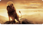 LIONS RULEEEEE