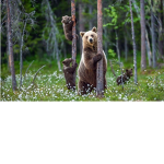 Animals of the Forest