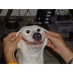 doggy doggy sorry