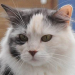 Smudge YT