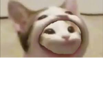 팝캣나라