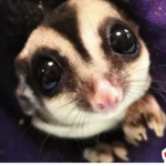 はるなつあきふを