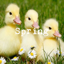 Spring🌼