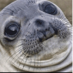 Seal_group