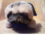 Join the Pugs.