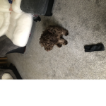 Riley playz #######