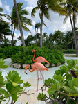 * Flamingo Time *