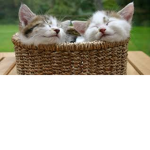 Non Kitten Hatters