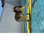 Doggysrcute