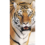 xXxTIGERSxXx