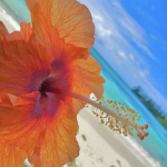 Limonade_RblxYT