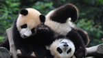 PANDA GURL & BESTIES