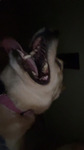 Gia_Potato