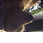 Leia dog