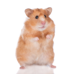 My Hamster Games