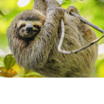 Onlylovesloths