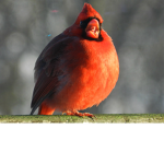 fat cardinal fans