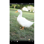 (Duck_gang)
