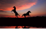 Sunset Serenade Stables