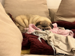 pugs sleep