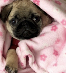 Pugs' Dolls