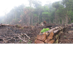 Kill deforestation