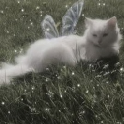 ⦂ ◟ ⏝ ◞ ∘˙🐈︵! ˚∘  ꒱꒱