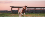 Horse4lifers