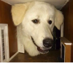 Epic void xd