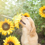 SunfIower seeds