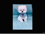 If you love animals join this group<3