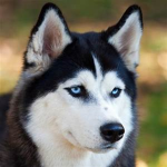 Team Husky Forever